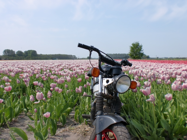 Afbeelding